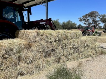 Rye grass & clover small squares 