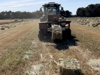 Rye grass & clover small squares 