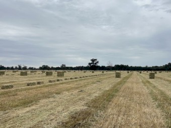 Rye grass & clover small squares 