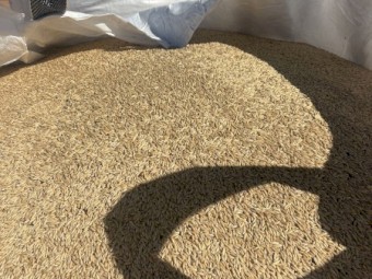 Yallara oats seed