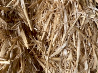 2019 windrowed barley straw 