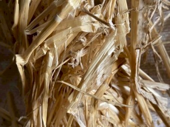 2019 windrowed barley straw 
