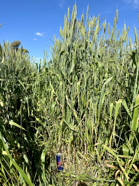 Vintage Wheat variety “PINNACLE” 