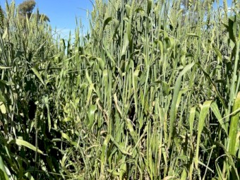 Vintage Wheat variety “PINNACLE” 