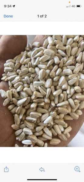 Safflower grain