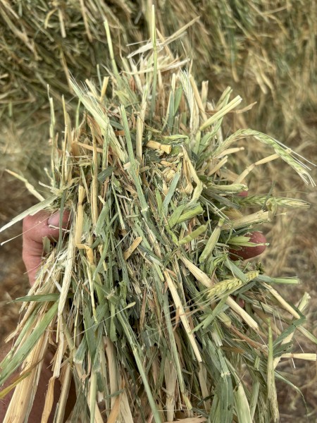 40mt Barley Hay with Rye Grass