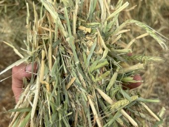 40mt Barley Hay with Rye Grass