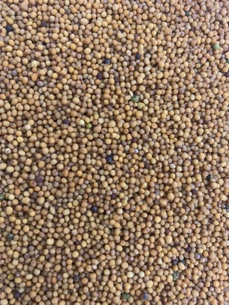 Biofumigation Mustard