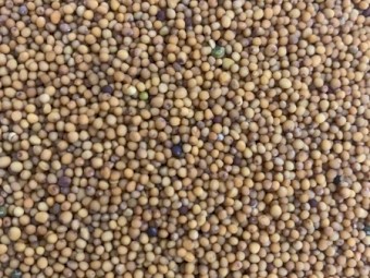 Biofumigation Mustard