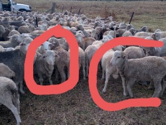 180 Merino Wether Lambs