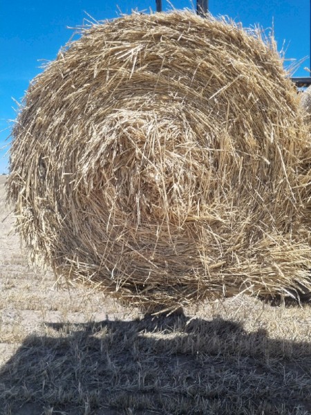 Awnless wheaten hay 