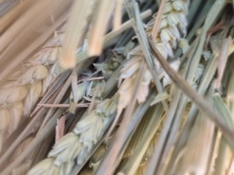 Awnless wheaten hay 