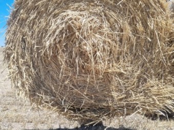 Awnless wheaten hay 