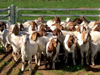 Scanned in kid maiden Boer Does