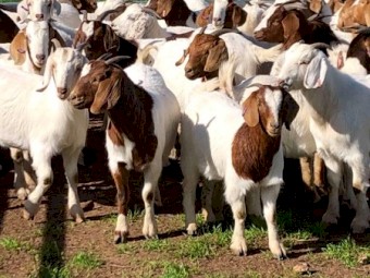 Scanned in kid maiden Boer Does