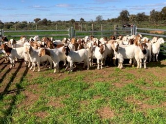 Scanned in kid maiden Boer Does