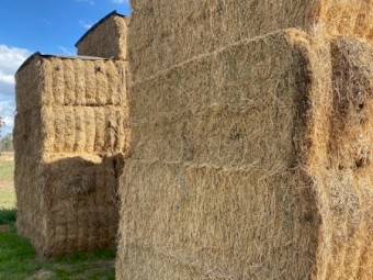 8x4x3 Lucerne Hay