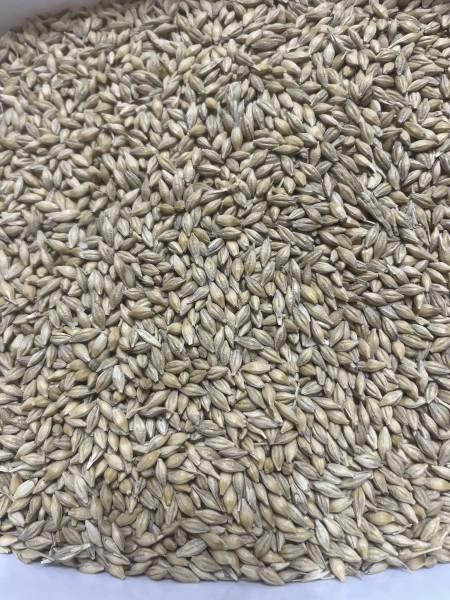 180t Malt Spec Maximus Barley