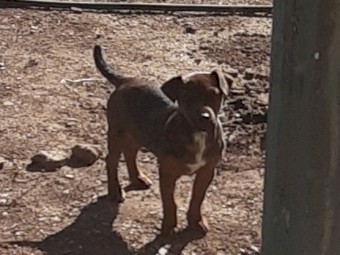 Jack Russell x for sale