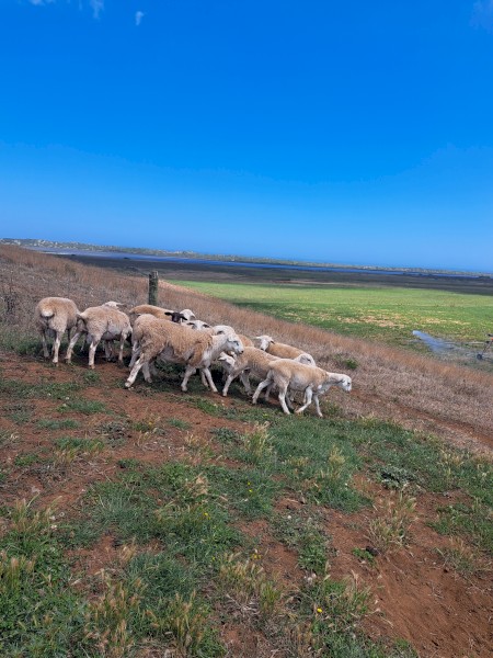 Australian Whites x 24