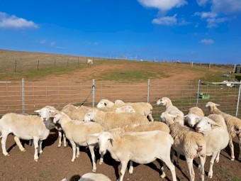 Australian Whites x 24