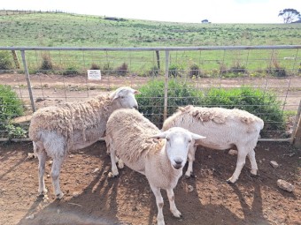 Australian Whites x 24