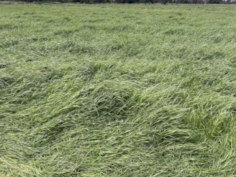 New Season Rye & Clover hay