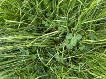 New Season Rye & Clover hay