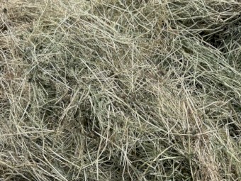 New Season Rye & Clover hay