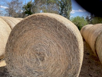 100 x Barley and Lucerne Hay Round Bales