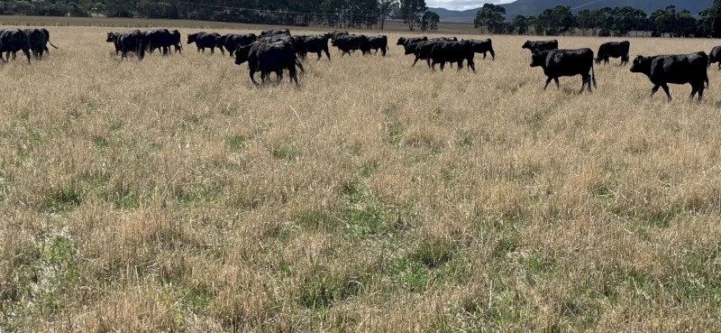 WANTED Cattle Agistment