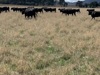 WANTED Cattle Agistment