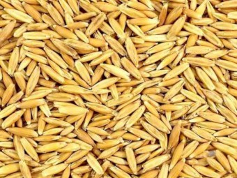 80mt Wintaroo Oats For Stock Feed