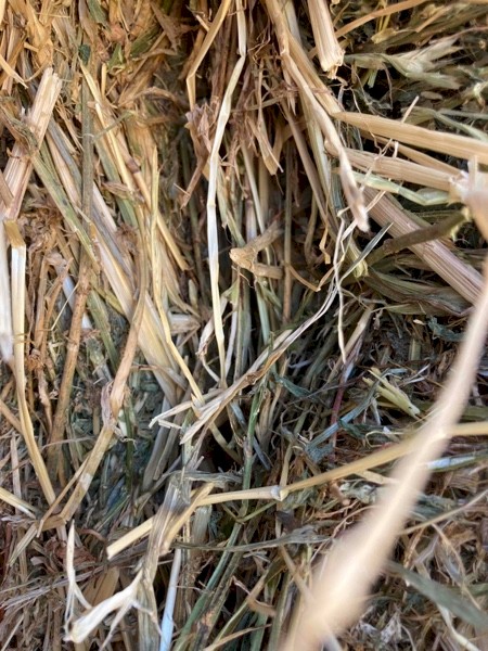 First cut Lucerne & Ryegrass