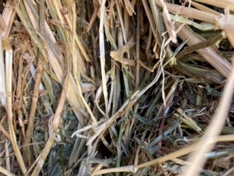 First cut Lucerne & Ryegrass