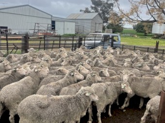 Merino Ewes with Lambs at foot