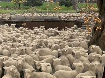 Merino Ewes with Lambs at foot