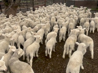 Merino Ewes with Lambs at foot