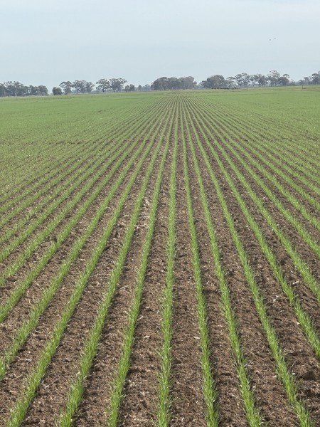 sceptre wheat. maximus barley seed leftovers 
