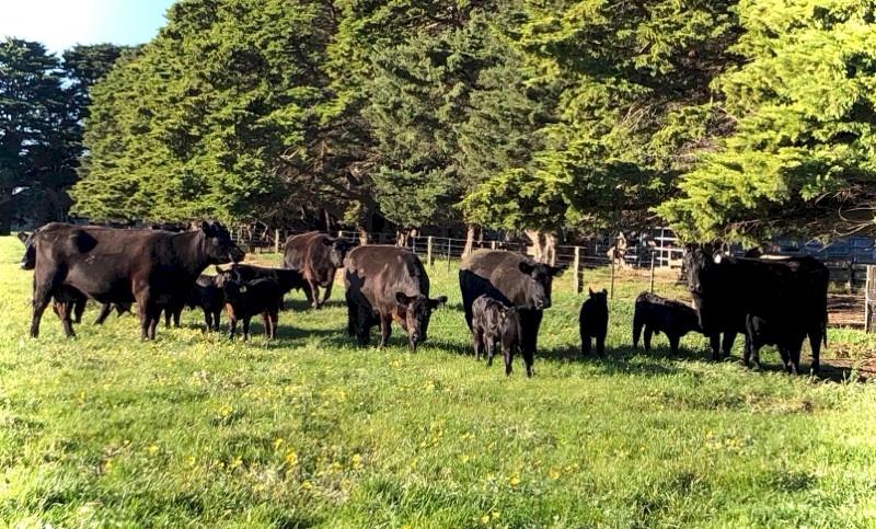 Angus Cows and Calves 10x10