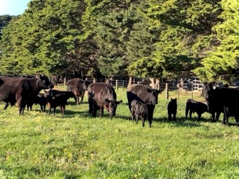 Angus Cows and Calves 10x10