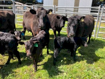 Angus Cows and Calves 10x10