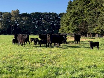 Angus Cows and Calves 10x10