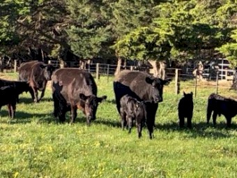 Angus Cows and Calves 10x10