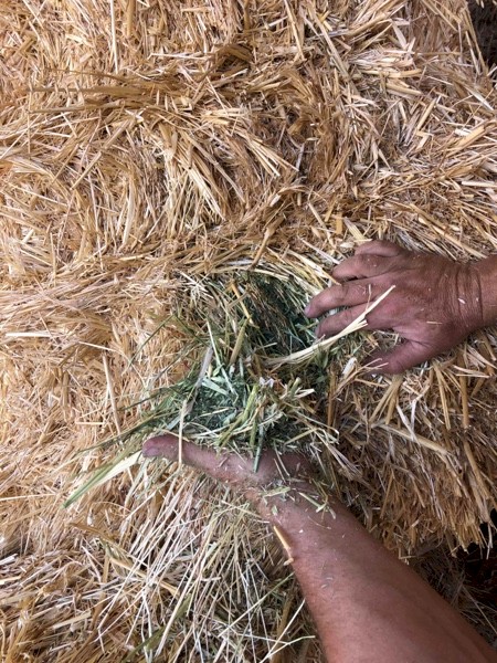 Oats and Vetch Hay  8x4x3  140 ton