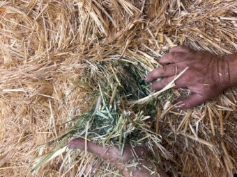 Oats and Vetch Hay  8x4x3  140 ton