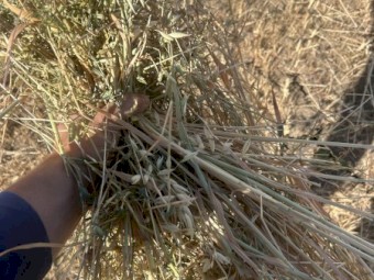 200mt Oaten Rye Hay 8x4x3 Bales