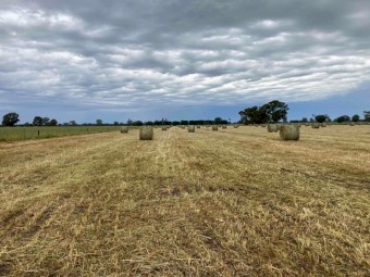 Ryegrass hay 5x4 rounds