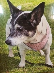 WANTED Mini Foxi Terrier Cross Puppy