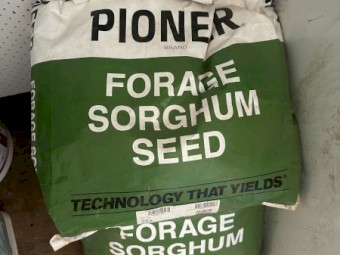 SSS Hybrid Forage Sorghum Seed
